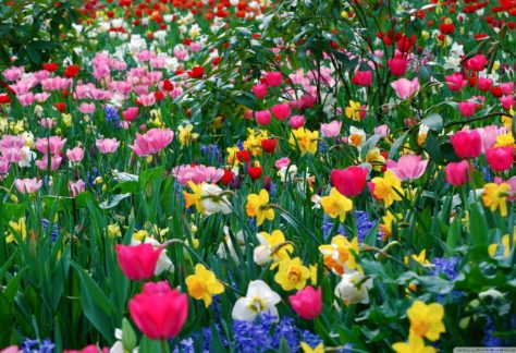 Field of multicolored flowers