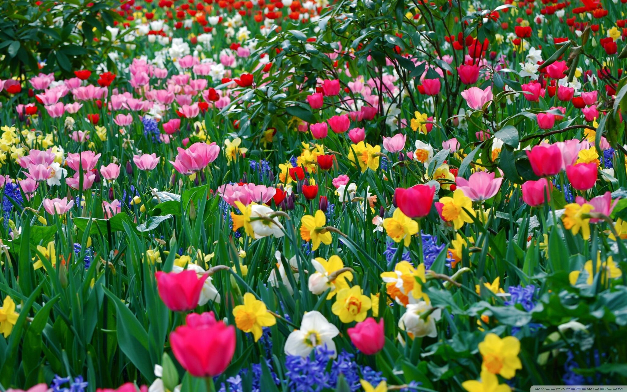 Field of multicolored flowers