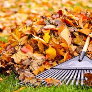 Leaves on the grass with a rake