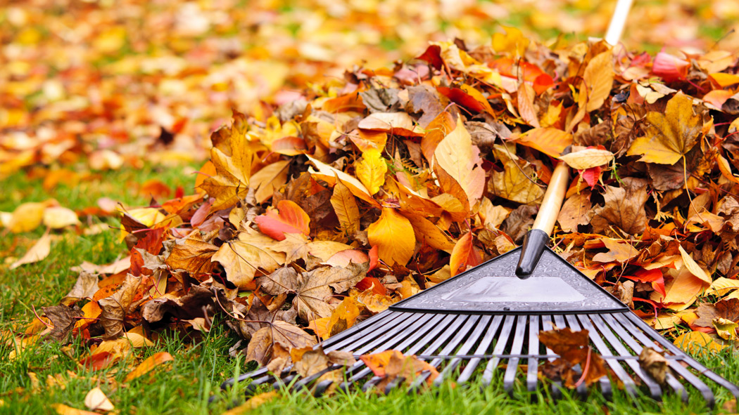 Leaves on the grass with a rake