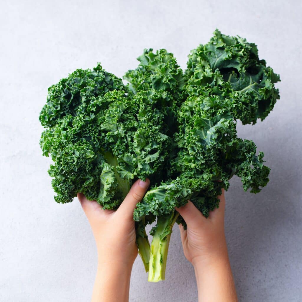 Kale Salad Leaf in Kids Hands. Grey background. Close up.